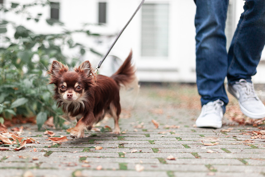 Hunde im RATIO_Land